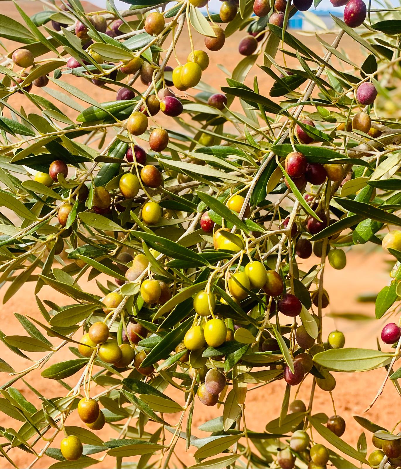 ACEITE DE OLIVA
