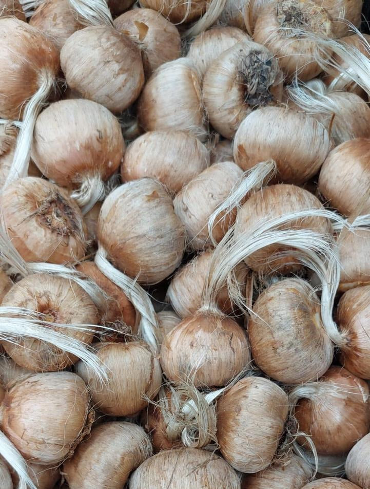 BULBOS DE AZAFRÁN