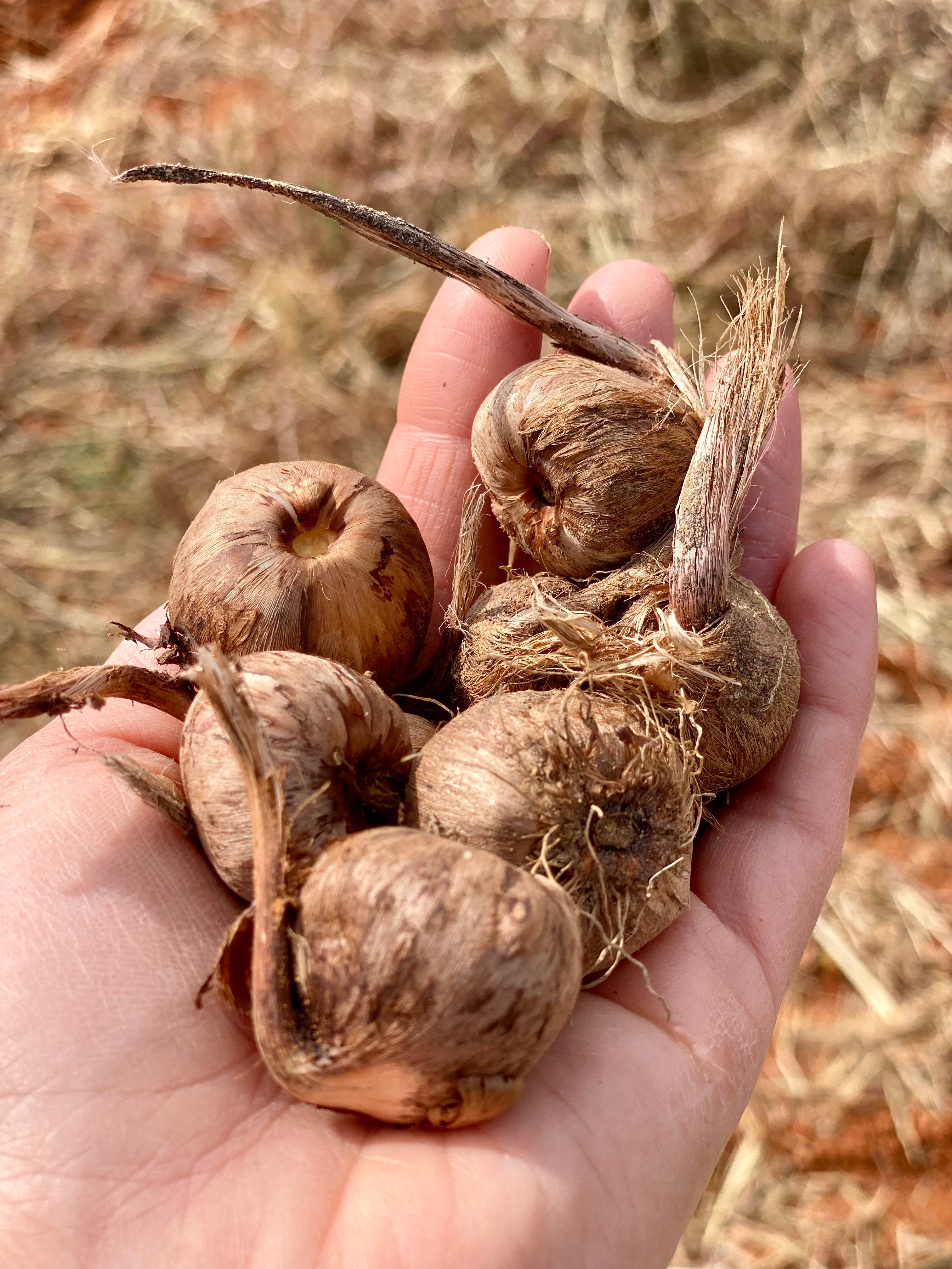 Bulbos de Azafrán Ecológicos