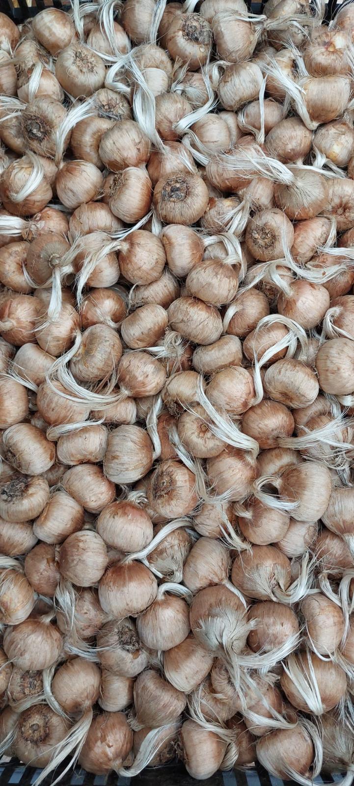 Bulbos de Azafrán Ecológicos