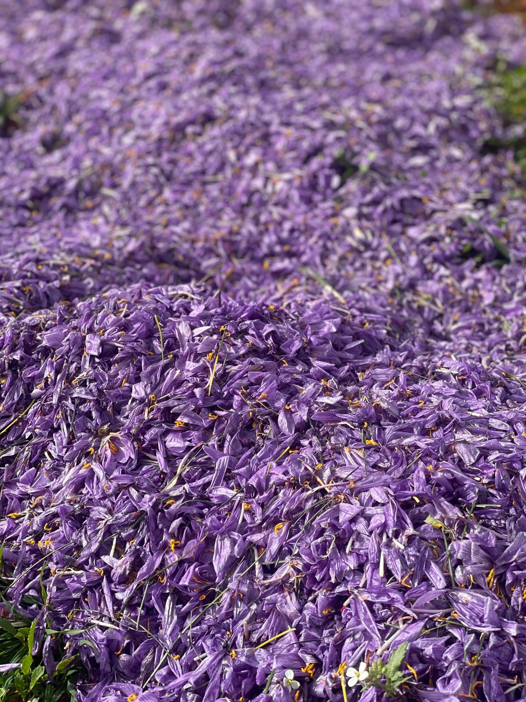 Deshydrated Saffron Flower Petals